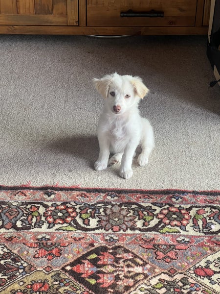 Mattese x terrier Carousel 2