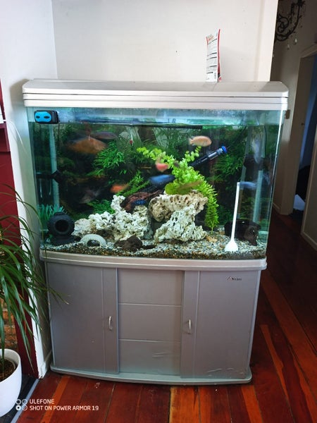 Fish Tank Full set up Carousel 2