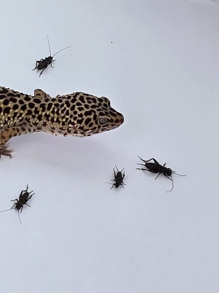 Feeder Crickets – Live – Multiple Sizes Available – Wellington Carousel 1