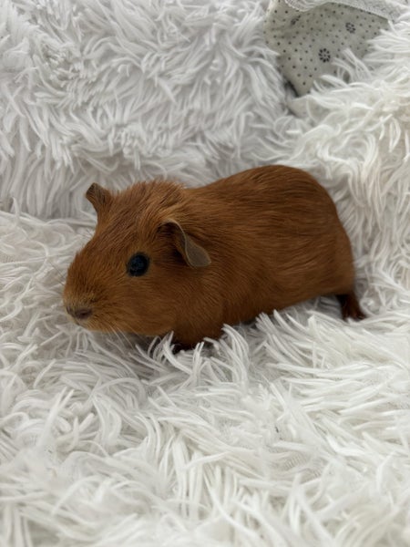 Guinea Pigs Carousel 4