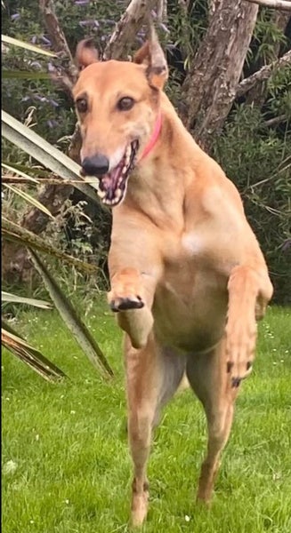 Lilly - Stunning 6 year Old Greyhound Carousel 11