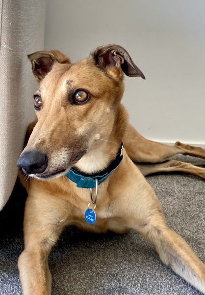 Lilly - Stunning 6 year Old Greyhound Carousel 1