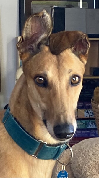 Lilly - Stunning 6 year Old Greyhound Carousel 2