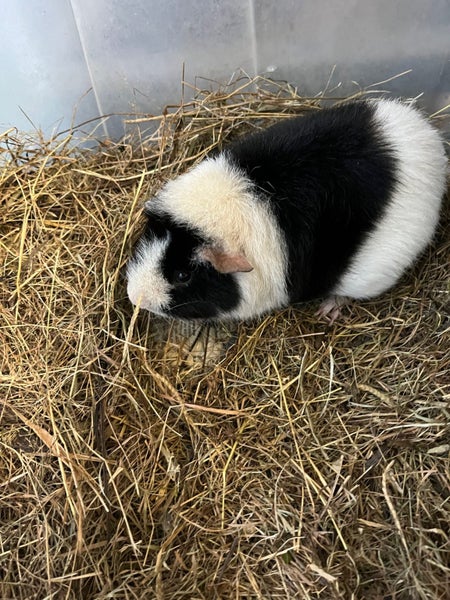 Guinea Pigs Healthy Adults and younger Carousel 2