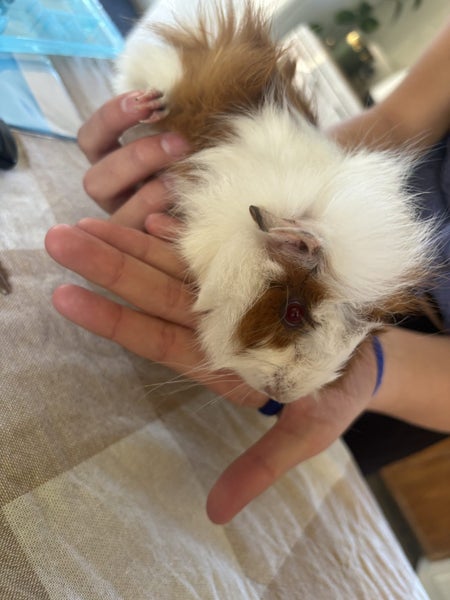Guinea pig babies Carousel 1