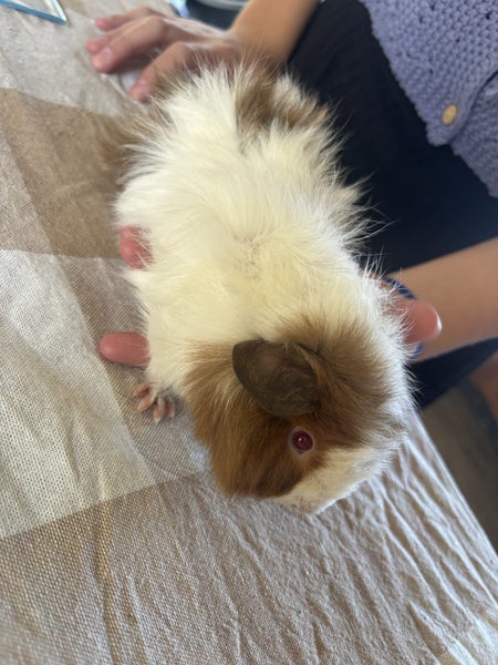 Guinea pig babies Carousel 3