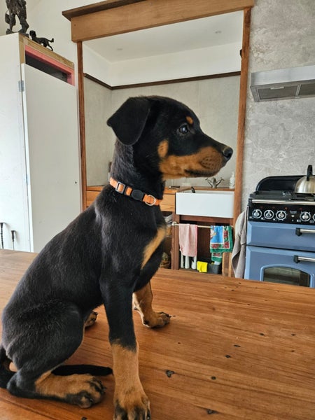 Rotterman Puppies (Rottweiler x Doberman) Carousel 1