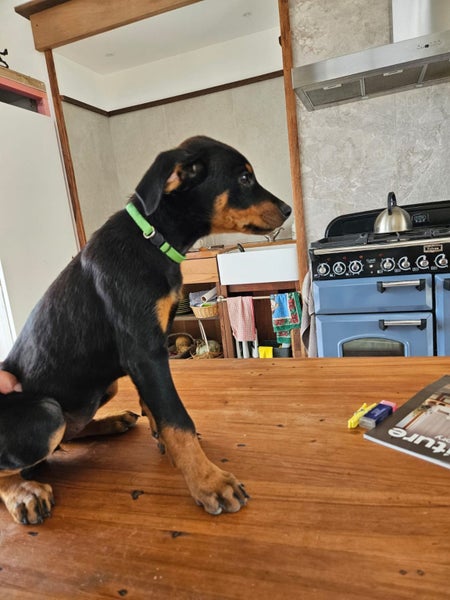 Rotterman Puppies (Rottweiler x Doberman) Carousel 2