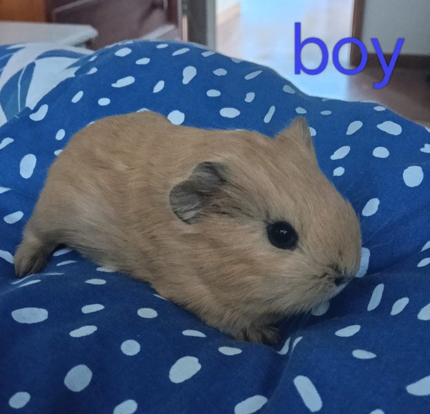 Baby Guinea Pigs Carousel 1