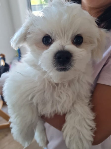 Maltese Boy Puppy Carousel 1