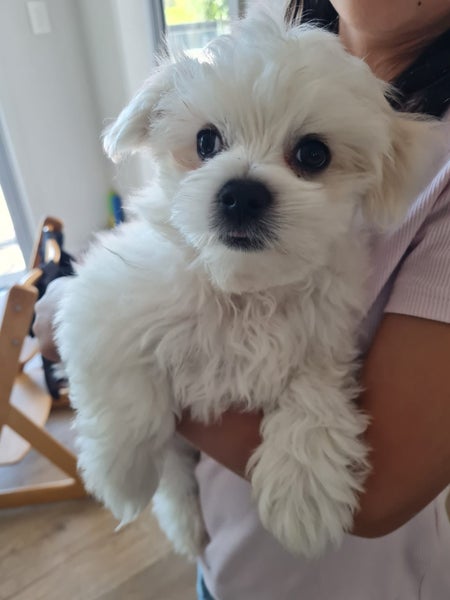 Maltese Boy Puppy Carousel 2