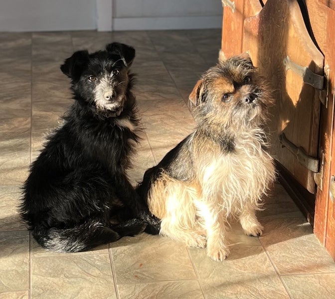 Mini poodle cross mini Foxy puppies Carousel 11