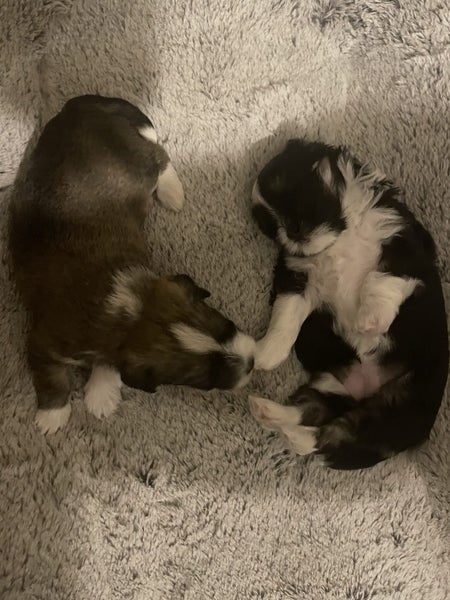 Maltese x Shitzu puppies x2 Carousel 1