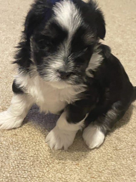 Maltese x Shitzu puppies x2 Carousel 2