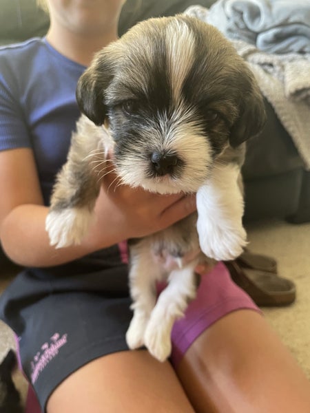 Maltese x Shitzu puppies x2 Carousel 6