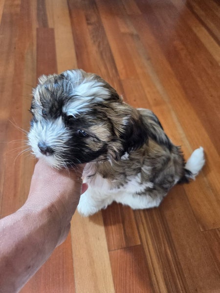Fluffy Best friend Shih tzu x Maltese male Carousel 2