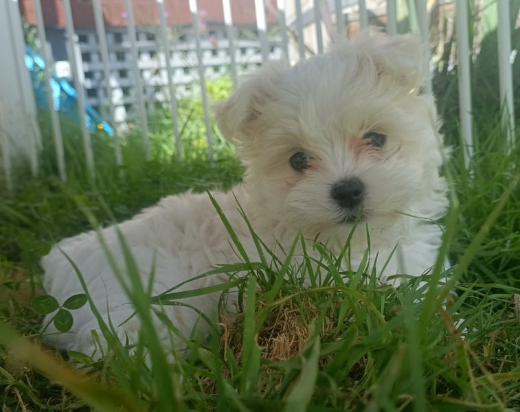 Beautiful Purebred Maltese Puppy Carousel 1