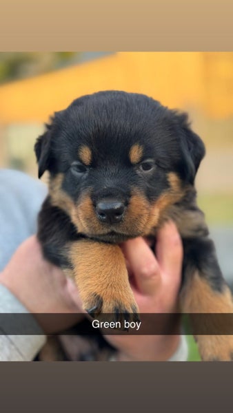 Purebred Rottweiler puppies Carousel 2