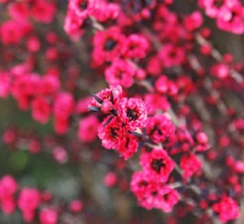 Leptospermum Blossom Queen compact shrub double pink flowers Carousel 1