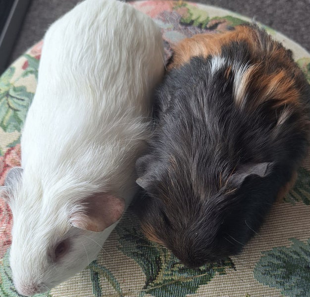 Beautiful baby guinea pigs Carousel 2