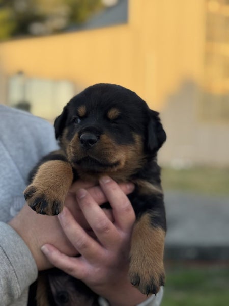Purebred Rottweiler puppies Carousel 1