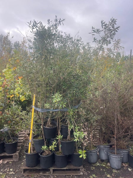 Olea Mix – Bulk Lot – el Greco + J5 Olives Carousel 1