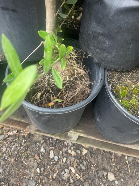 Olea Mix – Bulk Lot – el Greco + J5 Olives Carousel 2