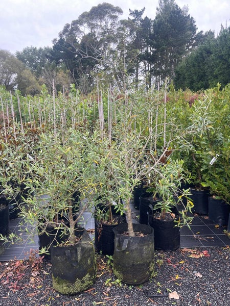 Olea Mix – Bulk Lot – el Greco + J5 Olives Carousel 4