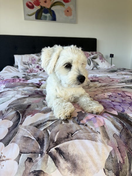 Gorgeous Maltese x Shih Tzu puppy Carousel 2