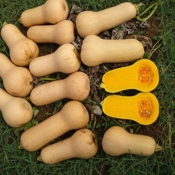 Butternut Waltham Seeds Carousel 1