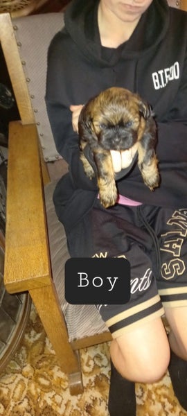 Shitzu toy poodles for sale in Hawkes bay Carousel 1