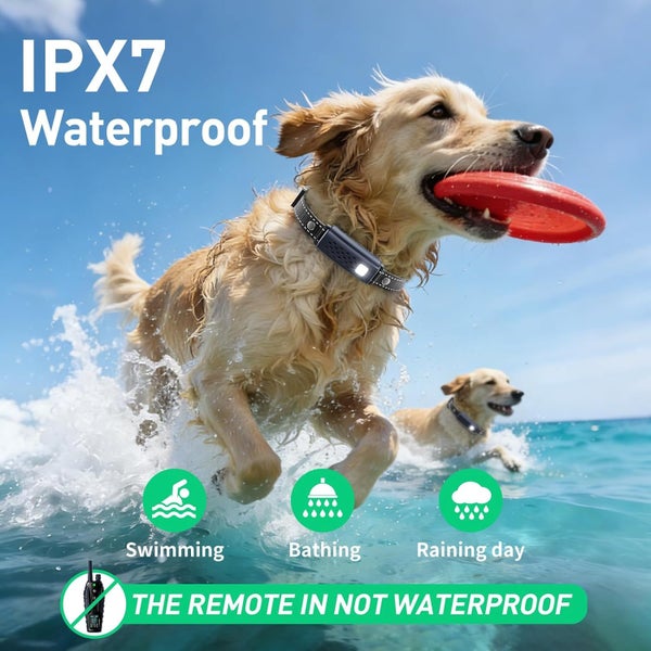 Dog Training Collar for 2 dogs NZ Clearance Carousel 2