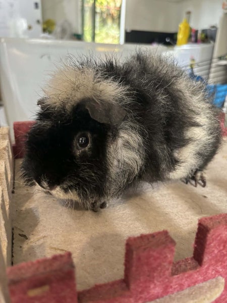 Guinea Pigs Healthy Adults and younger Carousel 1