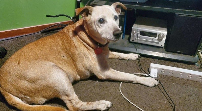 LOST DOG ANAWHATA ROAD, WEST AUCKLAND Carousel 1