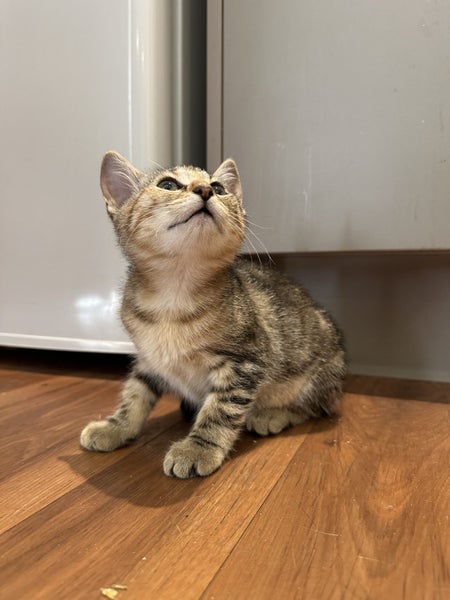 4 beautiful kittens looking for new home Carousel 2