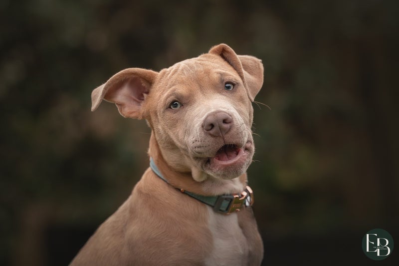 Cooper (Ellie's Canine Rescue & Rehome) Carousel 1