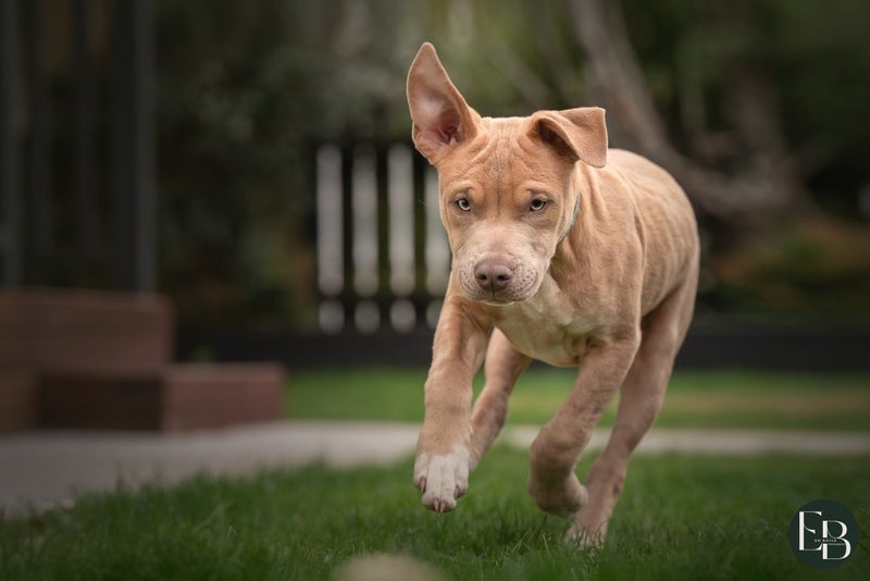 Cooper (Ellie's Canine Rescue & Rehome) Carousel 2