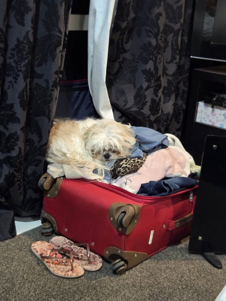 Fluffy Best friend Shih tzu x Maltese male Carousel 10