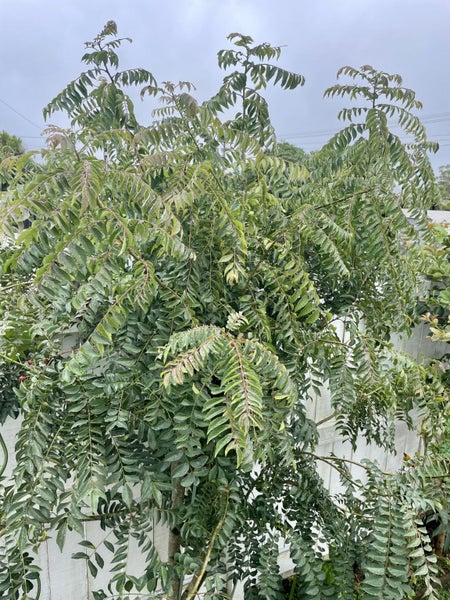 ^Fresh Curry Leaves x 5 stems. Mt Eden pick up Carousel 1