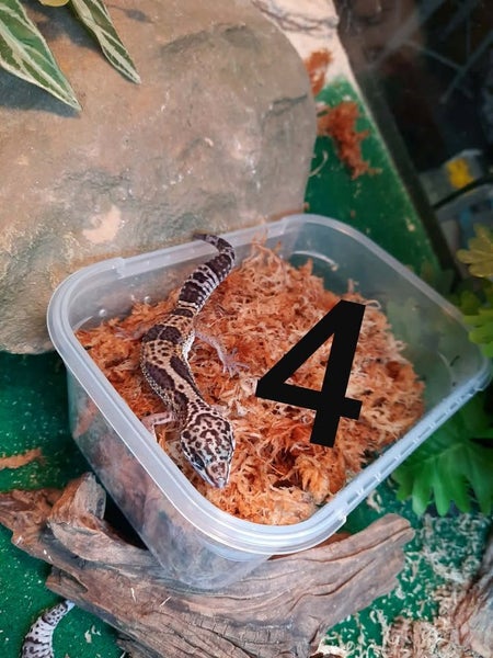 Leopard Geckos Carousel 3