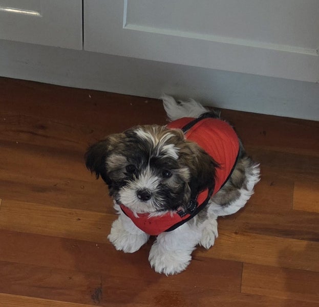 Fluffy Best friend Shih tzu x Maltese male Carousel 1