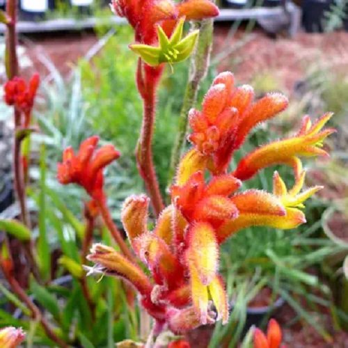 Kangaroo paw Anigozanthos Tango Carousel 1