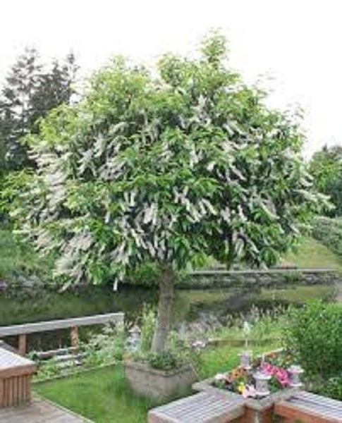 Prunus Lusitanica - Portugese Laurel Carousel 1