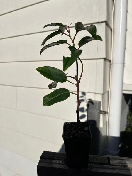 Prunus Lusitanica - Portugese Laurel Carousel 2