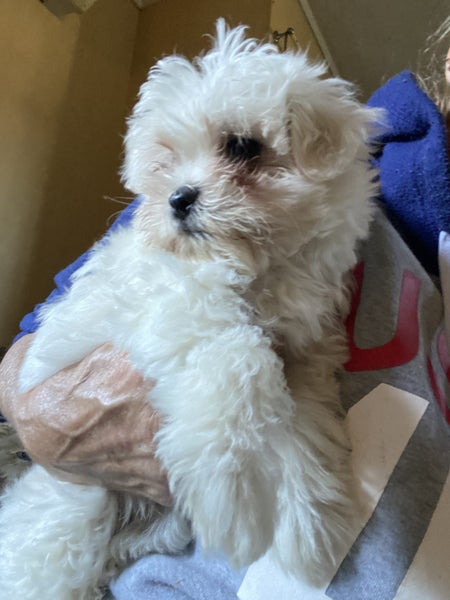 Female Maltese Puppy Carousel 1