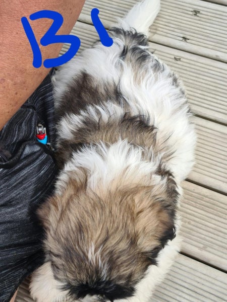 Maltese Shihtzu x Carousel 2