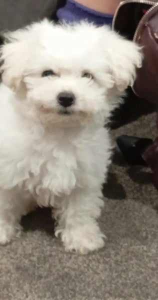 ! A beautiful BICHON FRISE pup - For Sale Carousel 2