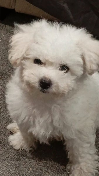 ! A beautiful BICHON FRISE pup - For Sale Carousel 4