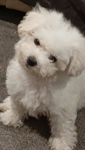 ! A beautiful BICHON FRISE pup - For Sale Carousel 1