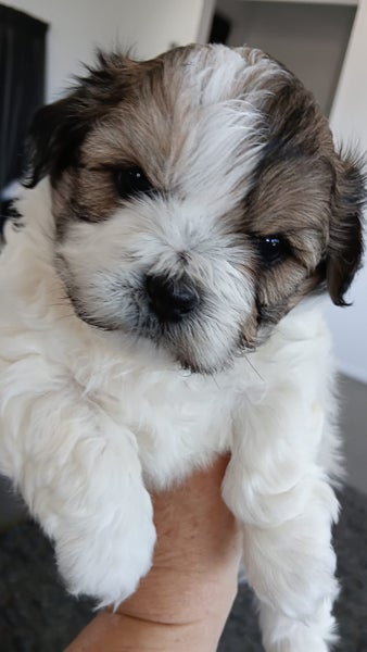 Shih Tzu x puppies Carousel 1
